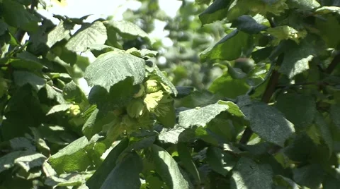 Hazelnut tree leaves Stock Footage 41129727
