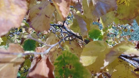 Hazelnut tree leaves with yellow brown and green colors 4K UltraHd Stockbeeldmateriaal 165586186