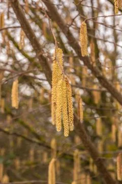 Hazelnut tree with a lot of big yellow hazelnut pollen Stock Photos