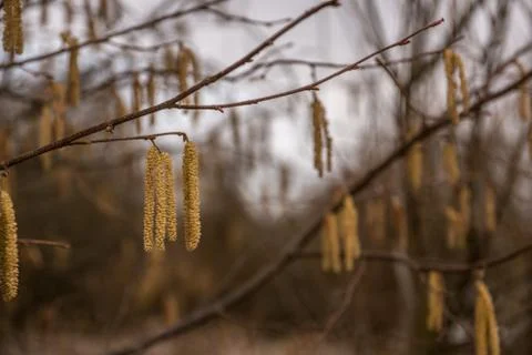 Hazelnut tree with a lot of big yellow hazelnut pollen Stock Photos