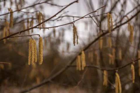 Hazelnut tree with a lot of big yellow hazelnut pollen Stock Photos