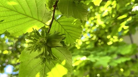 Hazelnut on tree, nut grows on tree, nut tree, hazelnut Stock Footage 340602219