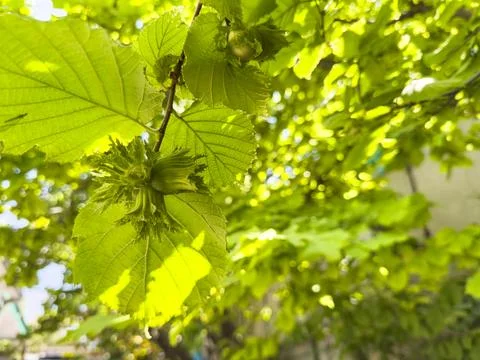 Hazelnut on tree, nut grows on tree, nut tree, hazelnut 写真素材
