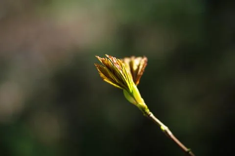 Hazelnut tree a single young leaf is breaking through in spring time Stock Photos