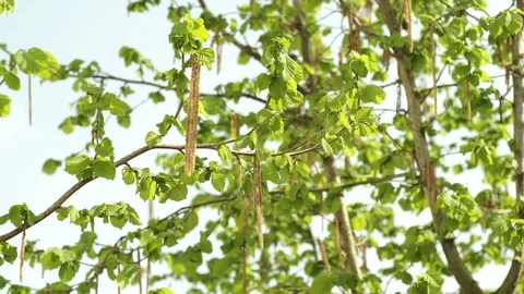 Hazelnut Tree in the Spring Season Closeup Stock-Footage 74125850