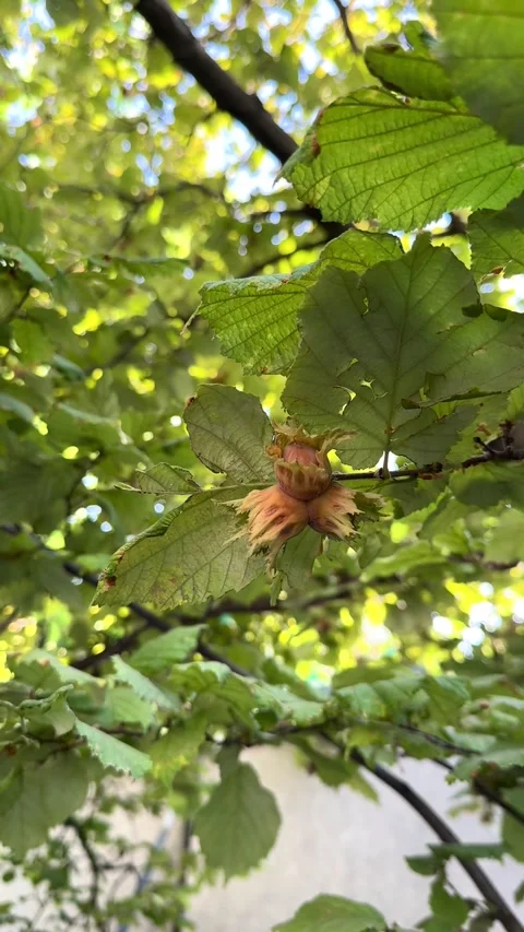 Hazelnut on tree, unripe hazelnut, hazelnut tree Stock Footage 321201304