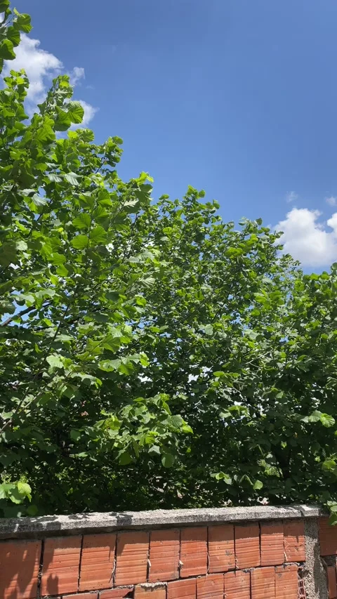 Hazelnut Trees During Summer | Green Orchard and Lush Foliage Nature Video Vídeo Stock 198677092