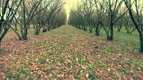 Hazelnut trees shot in FPV Stock Footage 171212880