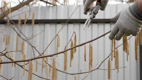 Hazelnut trimming in spring Stock Footage 149748412
