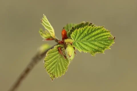 Hazelnut twig Stockfoto's