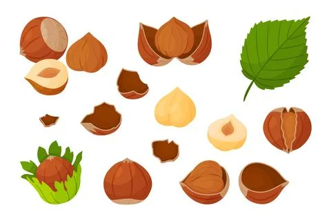 Hazelnut vector elements set with whole nuts, kernels and leaf Stock Illustration