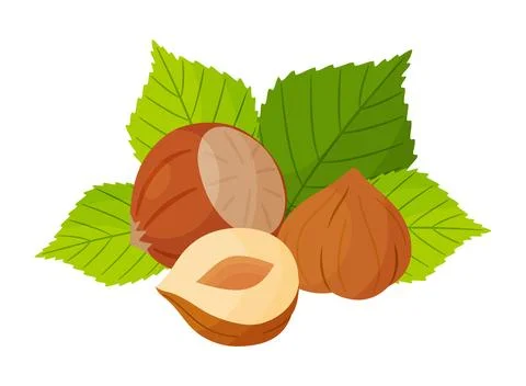 Hazelnut vector illustration with whole nut, peeled kernel and leaves Stock Illustration