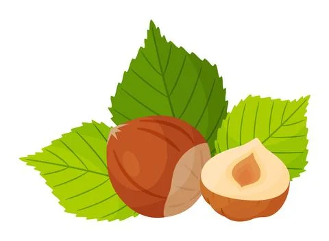 Hazelnut vector illustration with whole nut, half kernel and green leaves Stock Illustration