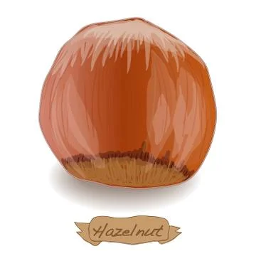 Hazelnut vector isolated Illustrazione stock
