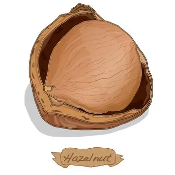 Hazelnut vector isolated Stock Illustration