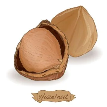 Hazelnut vector isolated Stock Illustration