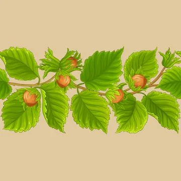 Hazelnut vector pattern on color background イラスト素材
