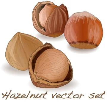 Hazelnut vector set Stock Illustration
