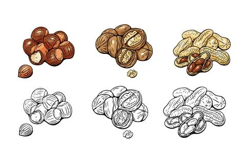 Hazelnut, walnut and peanut illustrations in vector style Stock Illustration