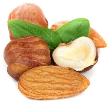 Hazelnut on white background Stock Photos