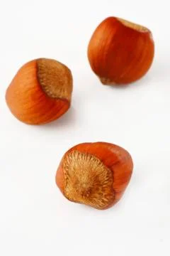 Hazelnut on white Stock Photos