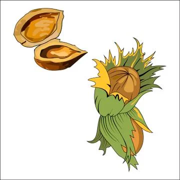 Hazelnut with wild forest tree Stock Illustration