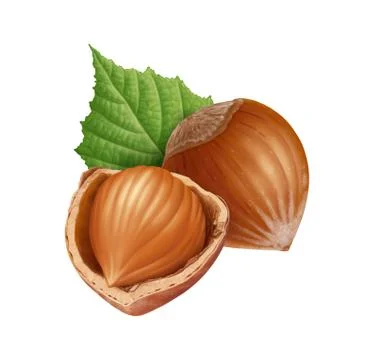 Hazelnuts and leaf illustration, digital painting Stock Illustration