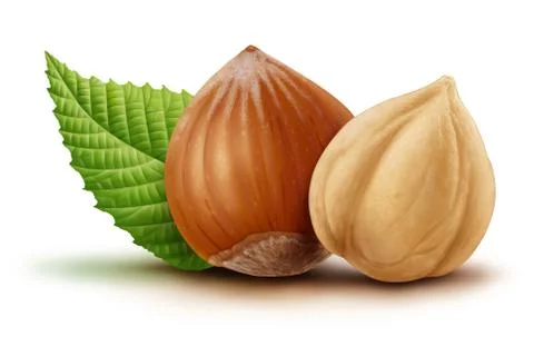 Hazelnuts and leaves illustration, digital painting Stock Illustration