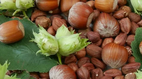 Hazelnuts and leaves rotating on white background. Stock Footage 306583462