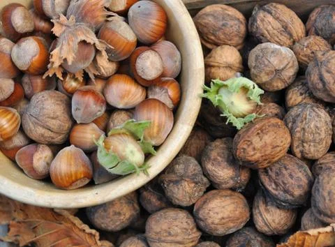 Hazelnuts and walnuts Stock Photos