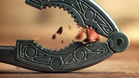 Hazelnuts are split with a nutcrick. Filmed is slow motion 1000 fps. Stock Footage 166609849