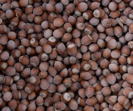 Hazelnuts as background and texture Stock Photos