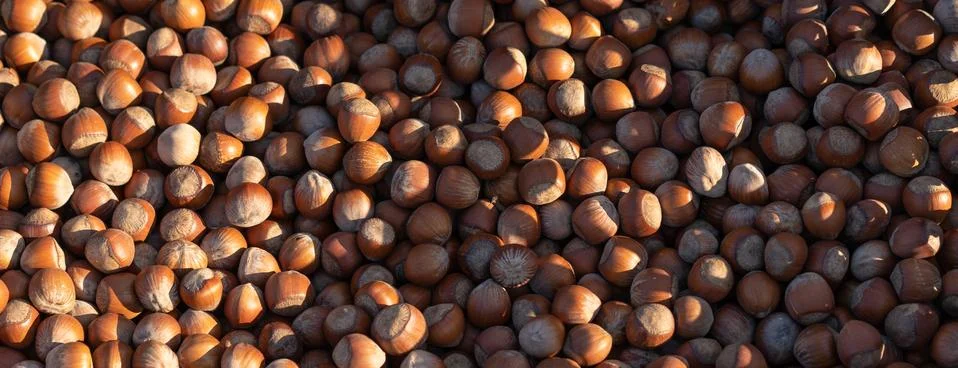 Hazelnuts as background and texture Stock Photos