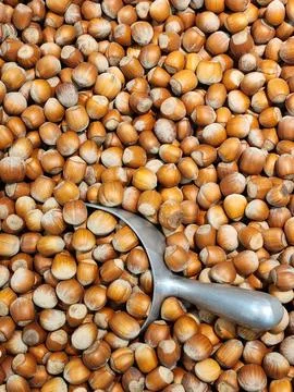 Hazelnuts. Background for hazelnut advertising. Hazelnuts in shells Stock Photos