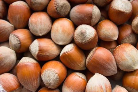 Hazelnuts background in natural light Stock Photos
