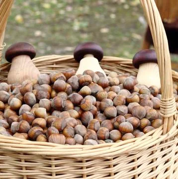 Hazelnuts  in basket Stock Photos