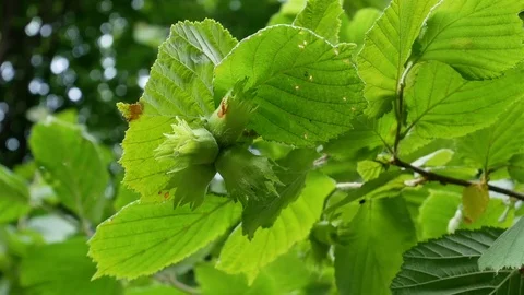 Hazelnuts on the branch Stock Footage 76922797