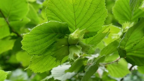 Hazelnuts on the branch Stock Footage 76922823