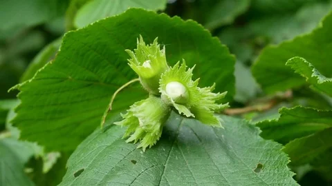 Hazelnuts on the branch Stock Footage 76922836