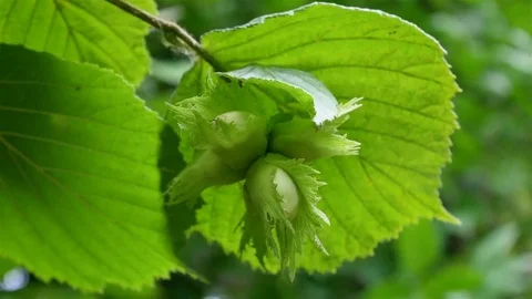 Hazelnuts on the branch Stock Footage 76922895
