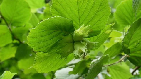 Hazelnuts on the branch Stock Footage 76922907