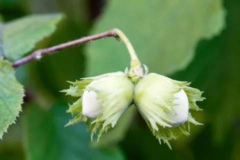 Hazelnuts on the branch. Stock Photos