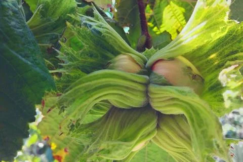 Hazelnuts on a branch. Stock Photos