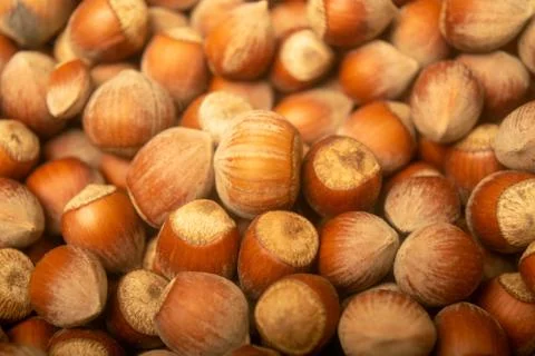 Hazelnuts in bulk. Surface texture. Close up. Stock Photos