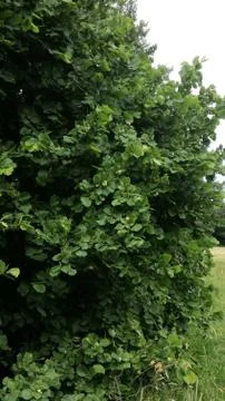 HAZELNUTS  BUSH Stock Photos