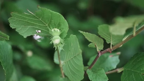Hazelnuts on the bush in spring Stock Footage 141465580