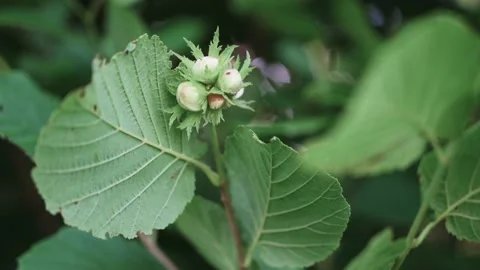 Hazelnuts on the bush in spring Stock Footage 141465708