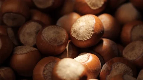 Hazelnuts. Camera moves slowly showing hazelnut in shadow with shined by sunbeam Stock-Footage 171896108