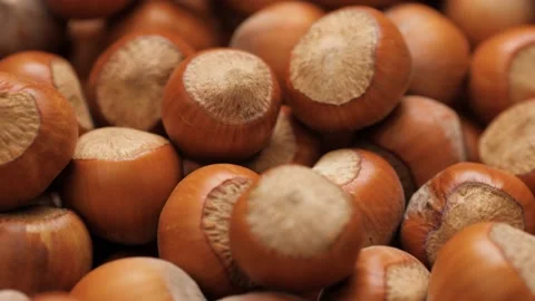 Hazelnuts. Camera moving up and shows lot of awesome hazelnut. Close-up Stock-Footage 170142527