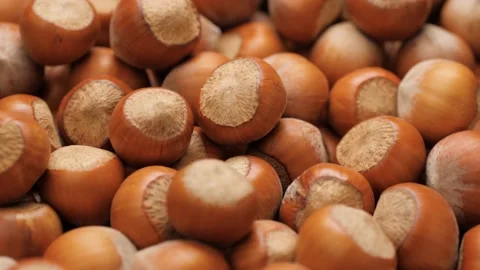 Hazelnuts. Camera slowly pans down showing close-up of lot of hazelnut 스톡 동영상 170142331